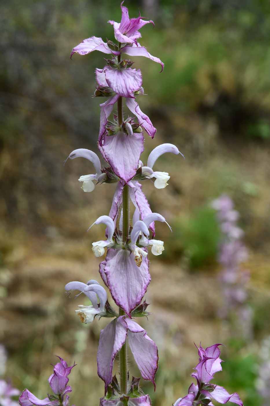 Image of Salvia sclarea specimen.