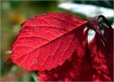 Parthenocissus quinquefolia. Часть листа в осеннем окрасе в контровом освещении. Московская обл., Раменский р-н, окр. дер. Хрипань, садовый участок. 22.09.2024.