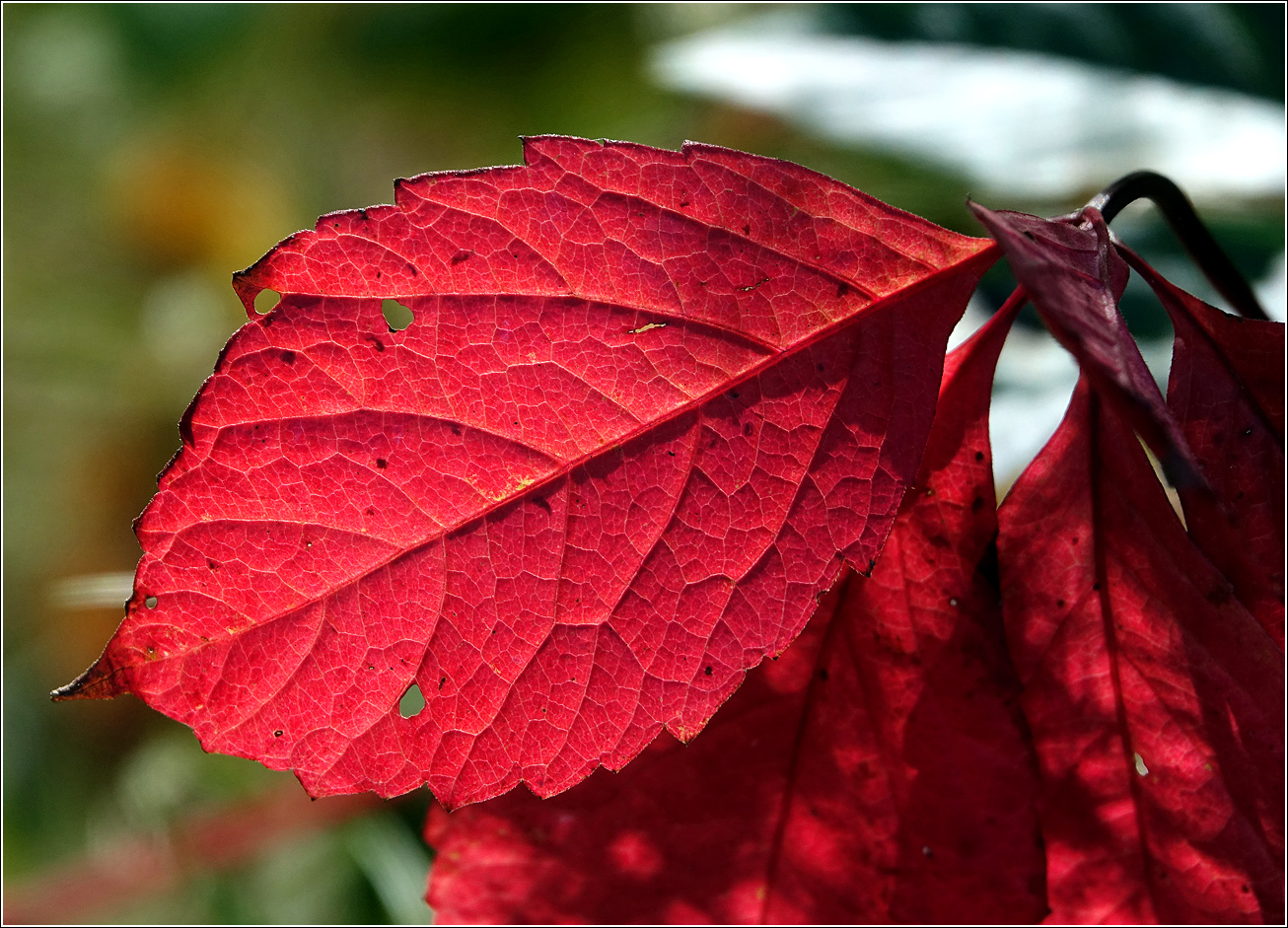 Изображение особи Parthenocissus quinquefolia.