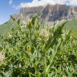 Cirsium balkharicum. Верхушки побегов с раскрывающимися соцветиями. Кабардино-Балкария, Черекский р-н, окр. с/п Верхняя Балкария, северо-западный склон горы Айдарука-Цырт, ≈ 2200 м н.у.м., субальпийский луг, близ карстового озера. 29.07.2024.