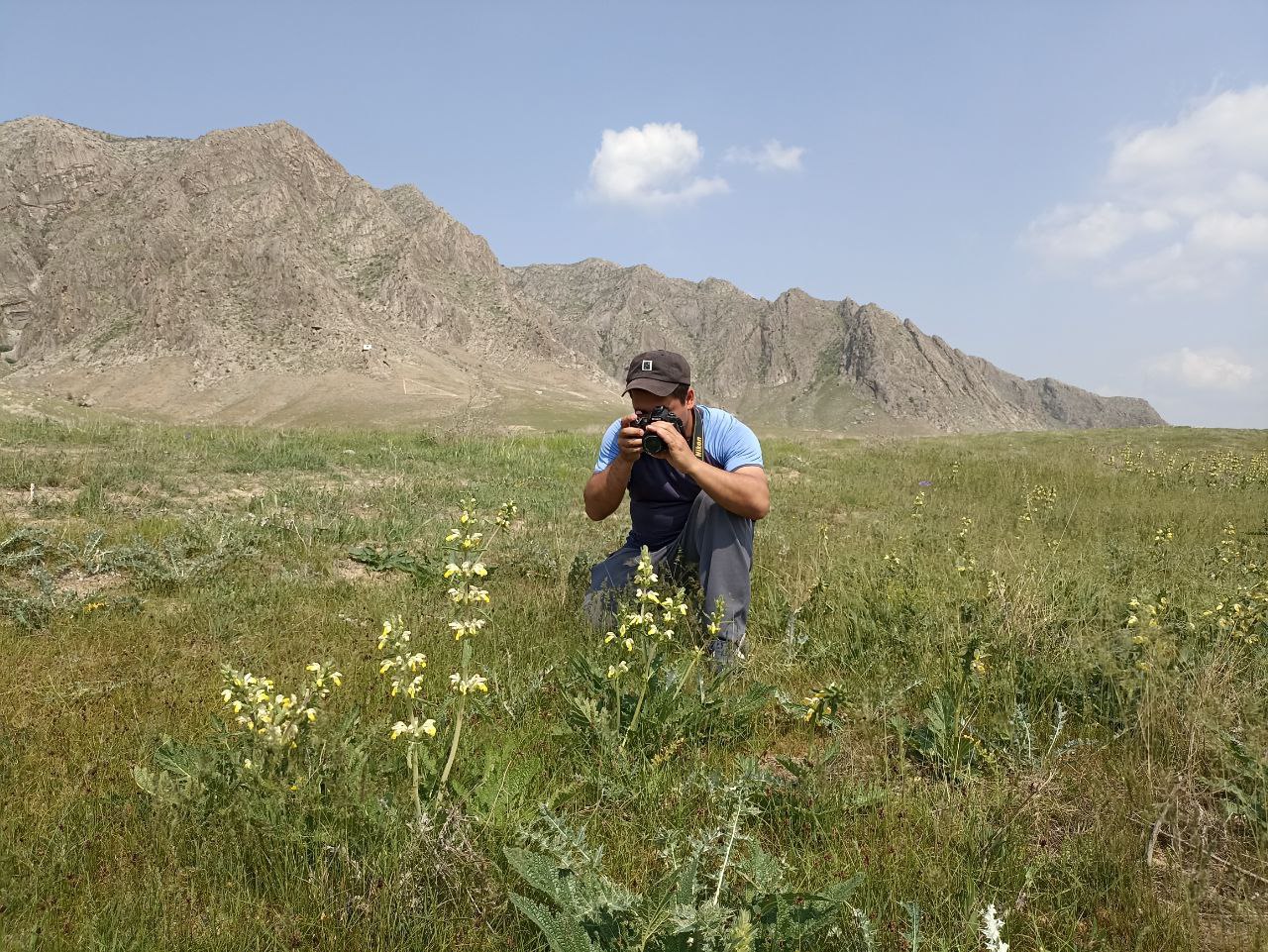 Изображение особи Phlomoides labiosa.