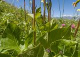 Ligularia subsagittata. Части побегов цветущего растения с нижними стеблевыми листьями. Кабардино-Балкария, Черекский р-н, окр. с/п Верхняя Балкария, северо-западный склон горы Айдарука-Цырт, ≈ 2200 м н.у.м., субальпийский луг, близ карстового озера. 29.07.2024.