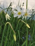 Narcissus angustifolius. Верхушки цветущих и расцветающих растений. Украина, Закарпатская обл., Хустский р-н, \"Долина нарциссов\". 4 мая 2008 г.