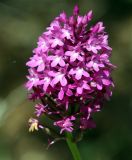 Anacamptis pyramidalis