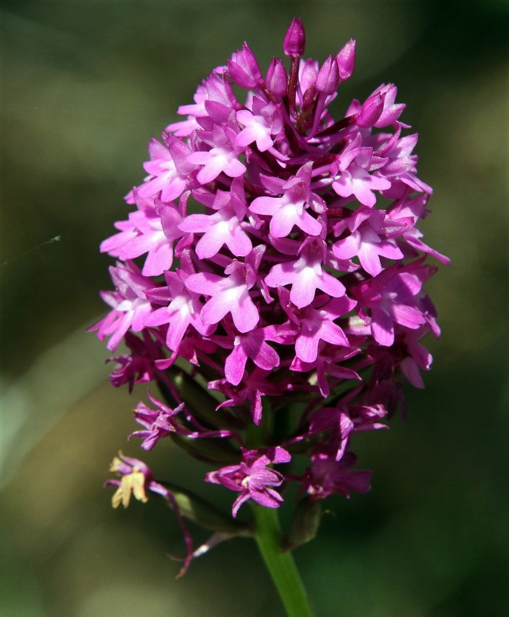 Изображение особи Anacamptis pyramidalis.