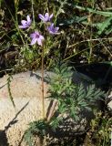 Erodium cicutarium. Верхушка цветущего растения. Узбекистан, г. Ташкент, пос. Улугбек, санитарно-защитная зона. 02.05.2015.