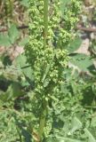Rumex crispus. Нижняя часть соплодия. Узбекистан, г. Ташкент, пос. Улугбек, санитарно-защитная зона, глинистая почва, берег речки. 31.05.2015.