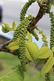 View full-size image Juglans mandshurica