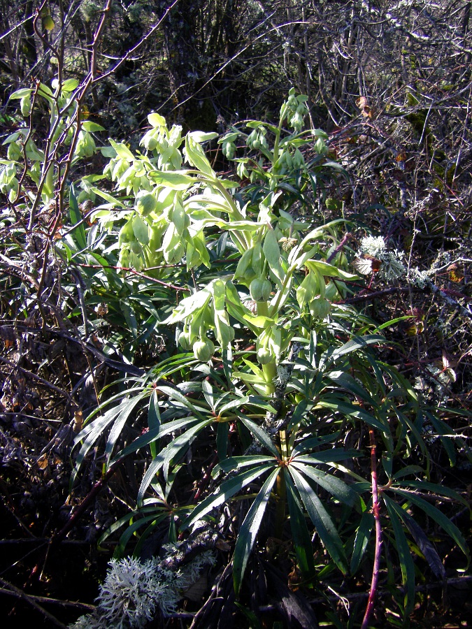 Изображение особи Helleborus foetidus.