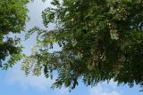 View full-size image Robinia pseudoacacia