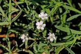 Смотреть изображение Gypsophila repens