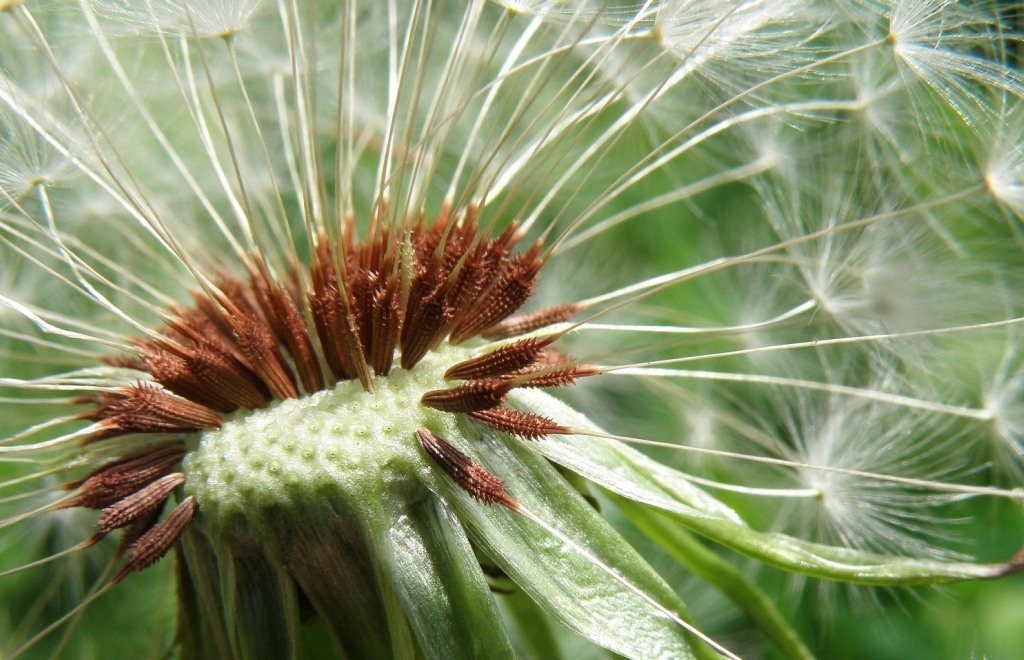 Image of Taraxacum tenuilobum specimen.