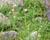 View full-size image genus Carduus