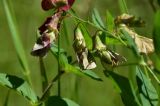 View full-size image Lathyrus miniatus