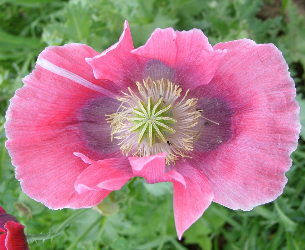 Image of Papaver somniferum specimen.