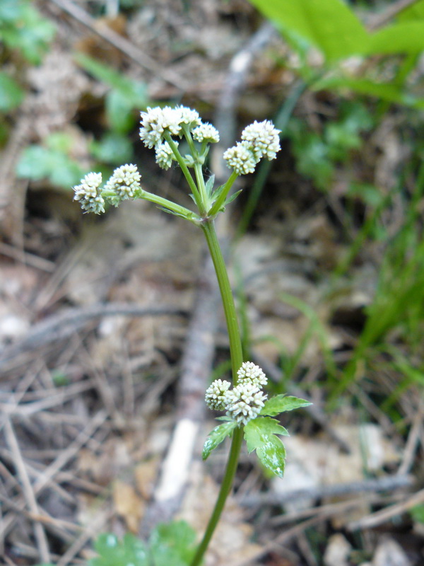 Image of Sanicula europaea specimen.