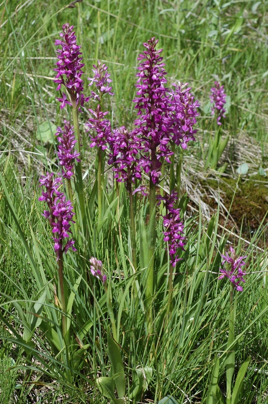 Изображение особи Dactylorhiza umbrosa.