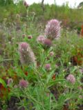 Trifolium arvense