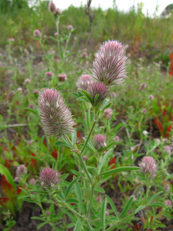 Image of Trifolium arvense specimen.