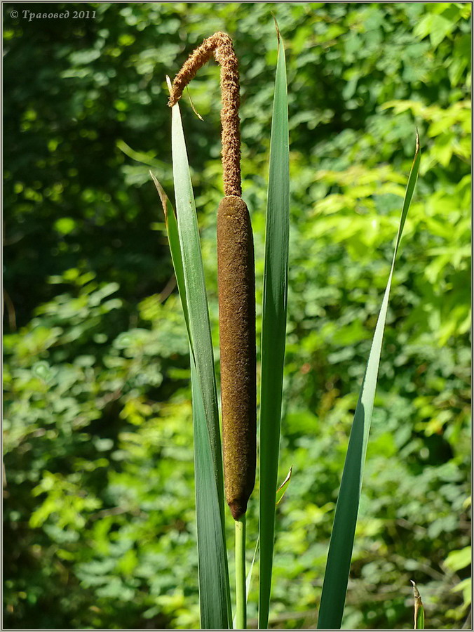 Image of Typha &times; glauca specimen.