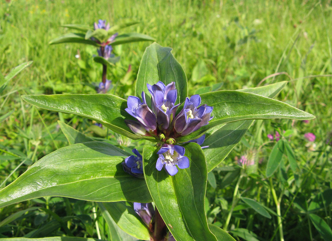 Image of Gentiana cruciata specimen.