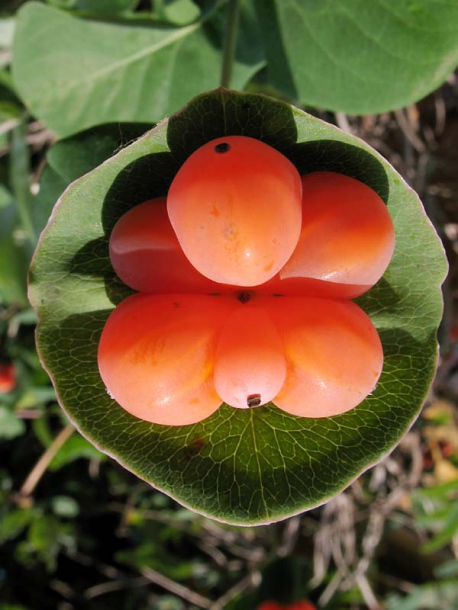 Image of Lonicera caprifolium specimen.