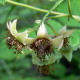 Rubus idaeus. Завязывающиеся плоды. Свердловская обл., окр. г. Североуральск, сосново-еловый лес. 16.07.2011.