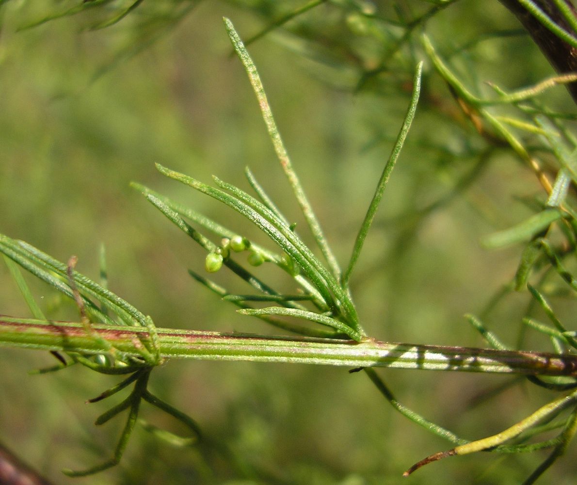 Изображение особи Artemisia scoparia.