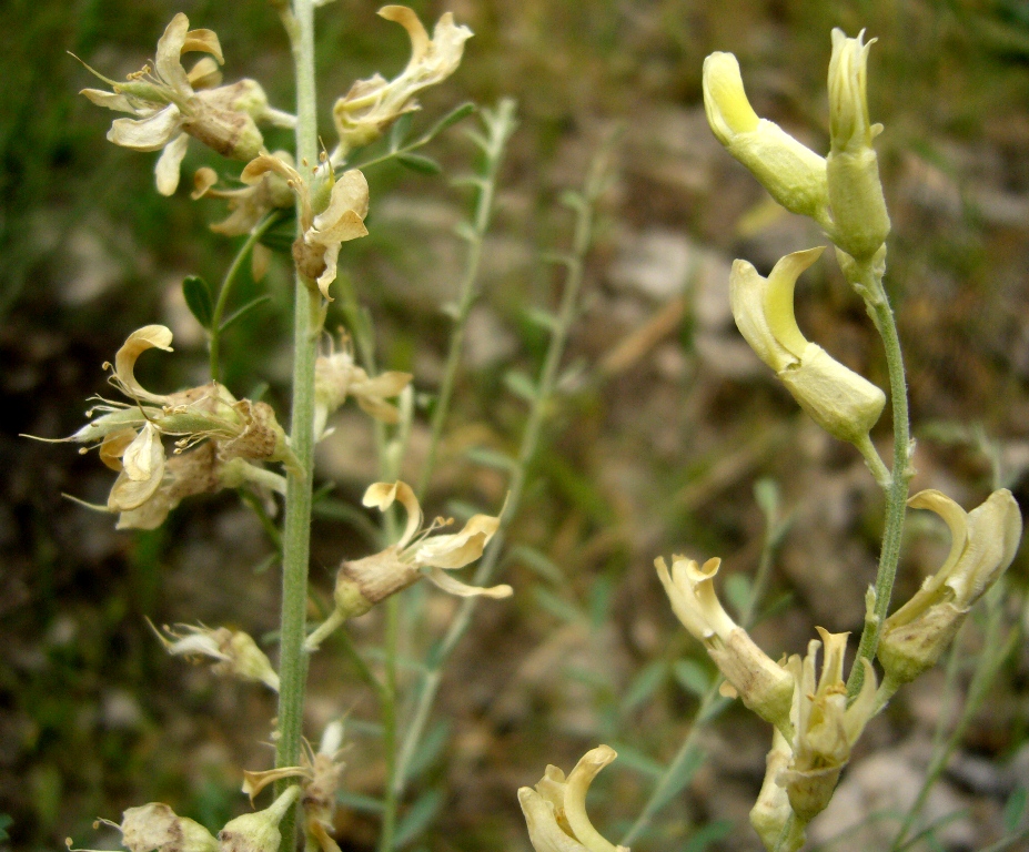 Изображение особи Goebelia pachycarpa.