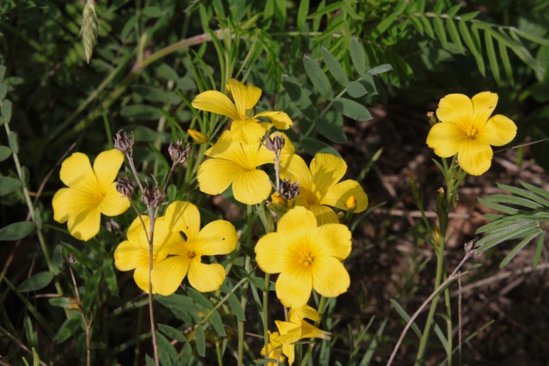 Image of Linum tauricum specimen.