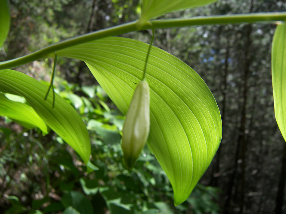 Image of Polygonatum glaberrimum specimen.