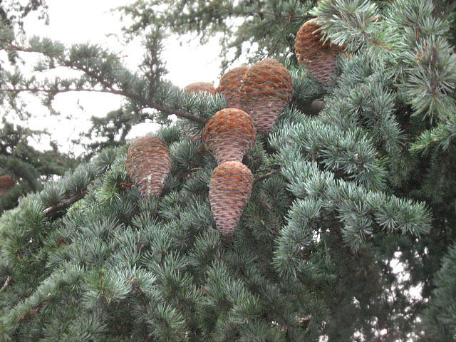 Image of Cedrus libani specimen.