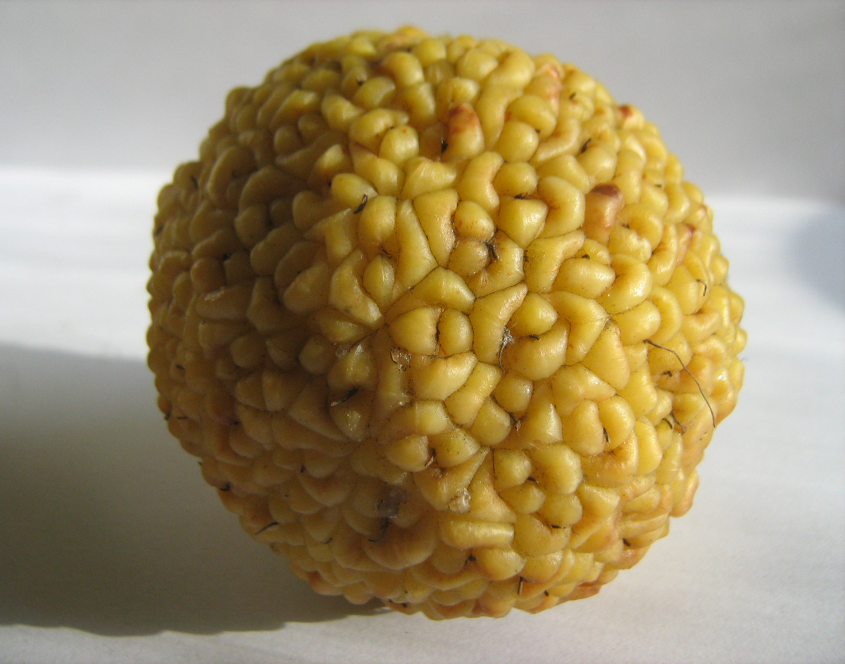 Изображение особи Maclura pomifera.