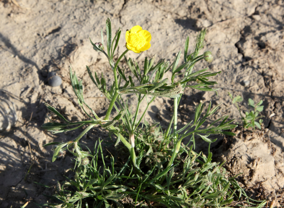 Изображение особи Ranunculus pinnatisectus.