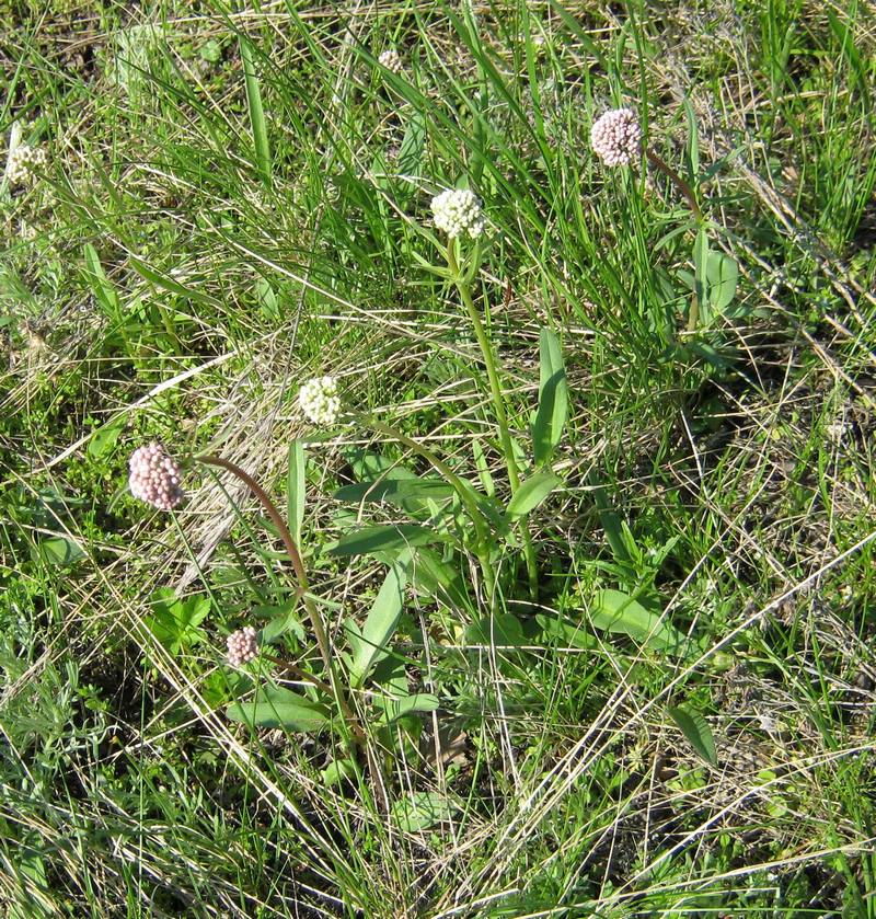 Image of Valeriana tuberosa specimen.