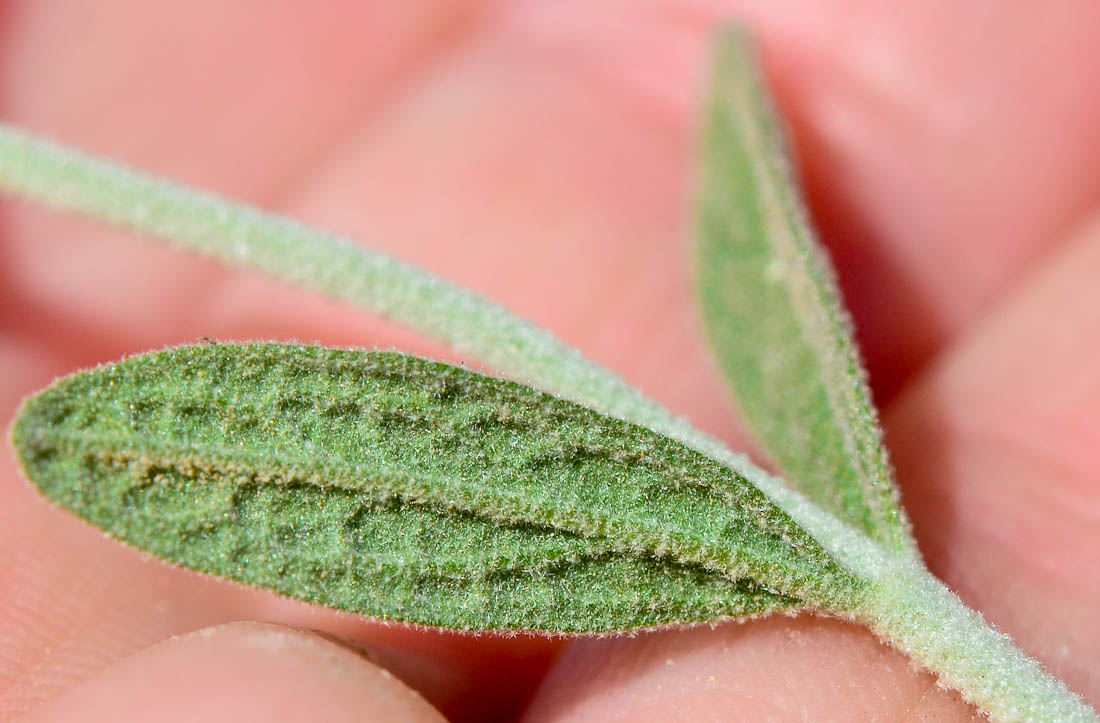 Image of Stachys aegyptiaca specimen.