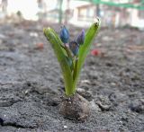 Scilla siberica