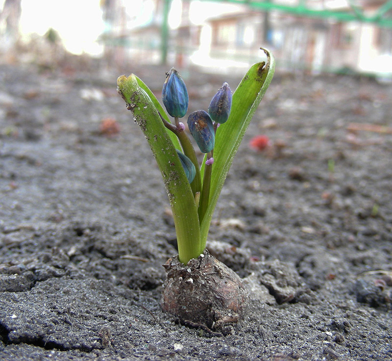 Изображение особи Scilla siberica.