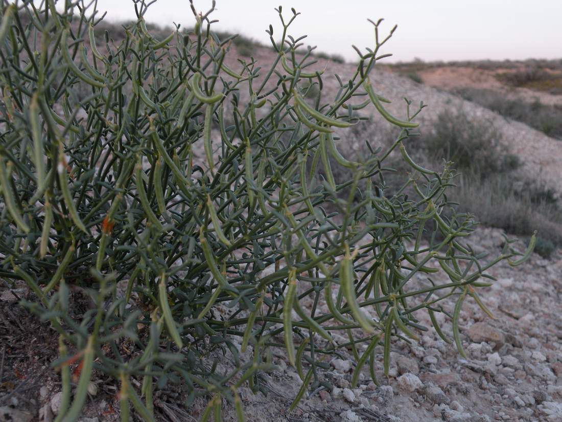 Image of Zygophyllum turcomanicum specimen.