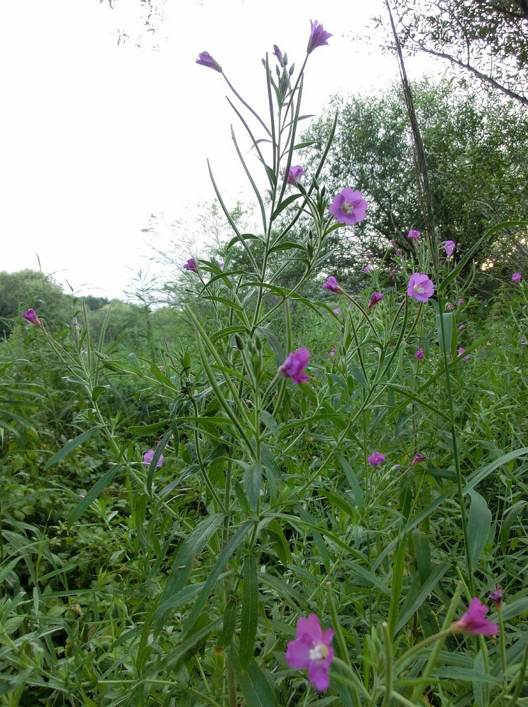 Image of Epilobium villosum specimen.