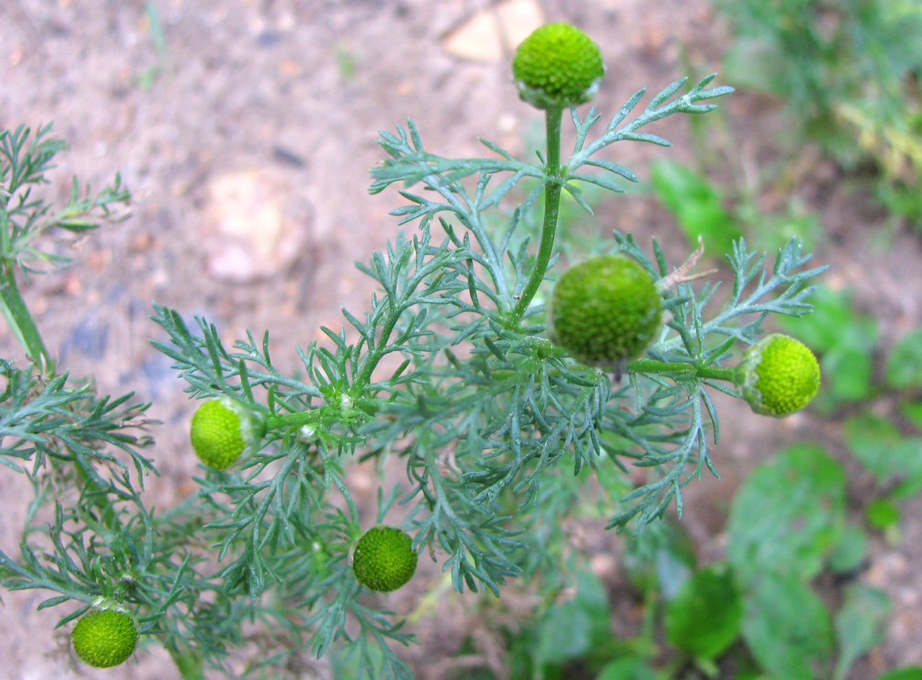 Изображение особи Matricaria discoidea.