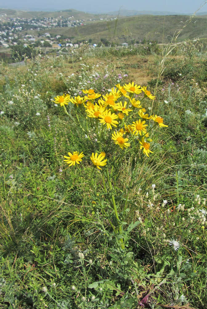 Image of genus Senecio specimen.