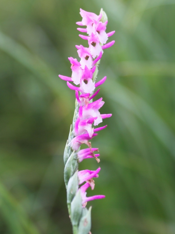 Image of Spiranthes australis specimen.