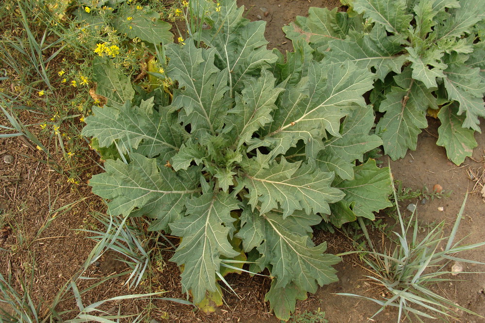 Image of Hyoscyamus niger specimen.