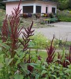 Amaranthus tricolor. Верхушки побегов с соцветиями. Германия, г. Krefeld, ботанический сад. 31.07.2012.