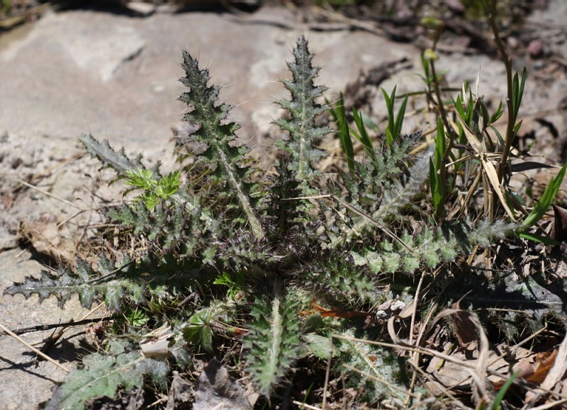 Image of Cirsium palustre specimen.