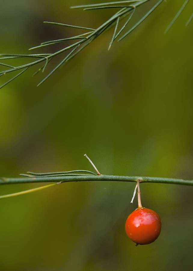 Image of Asparagus officinalis specimen.