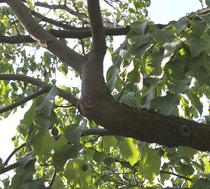 Image of Davidia involucrata specimen.