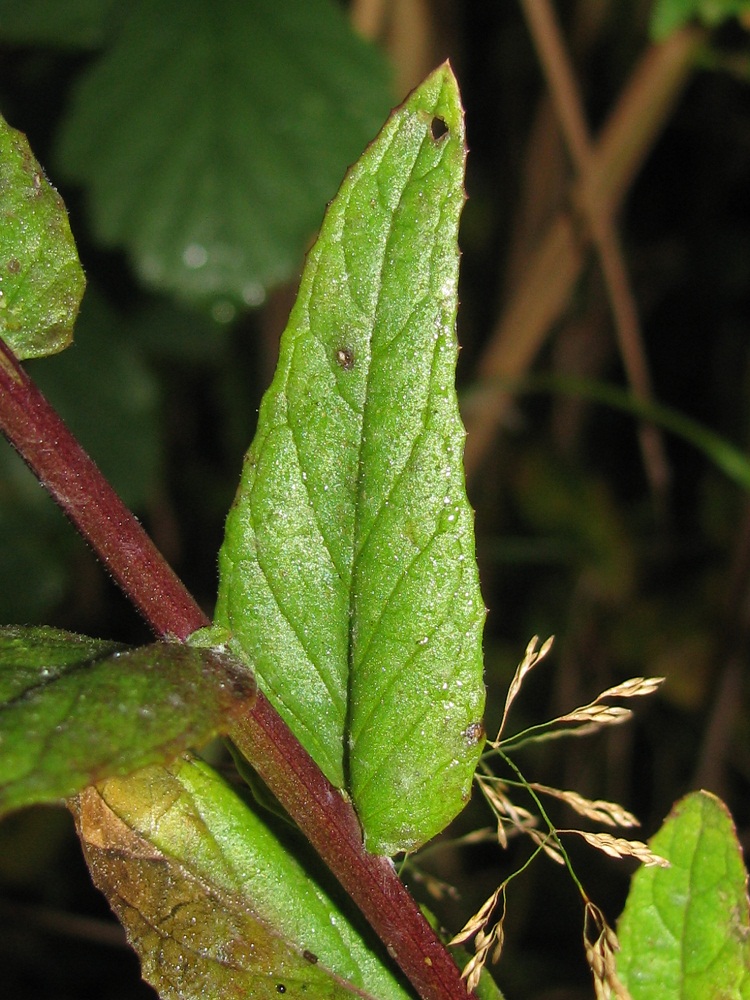 Image of Verbascum blattaria specimen.