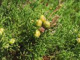 Juniperus phoenicea. Верхушка ветви с шишкоягодами. Хорватия, Адриатическое море, о. Локрум, приморский склон. 21 августа 2010 г.